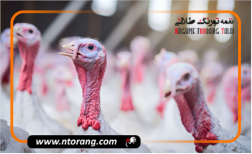 روش های افزایش باروری بوقلمون ها